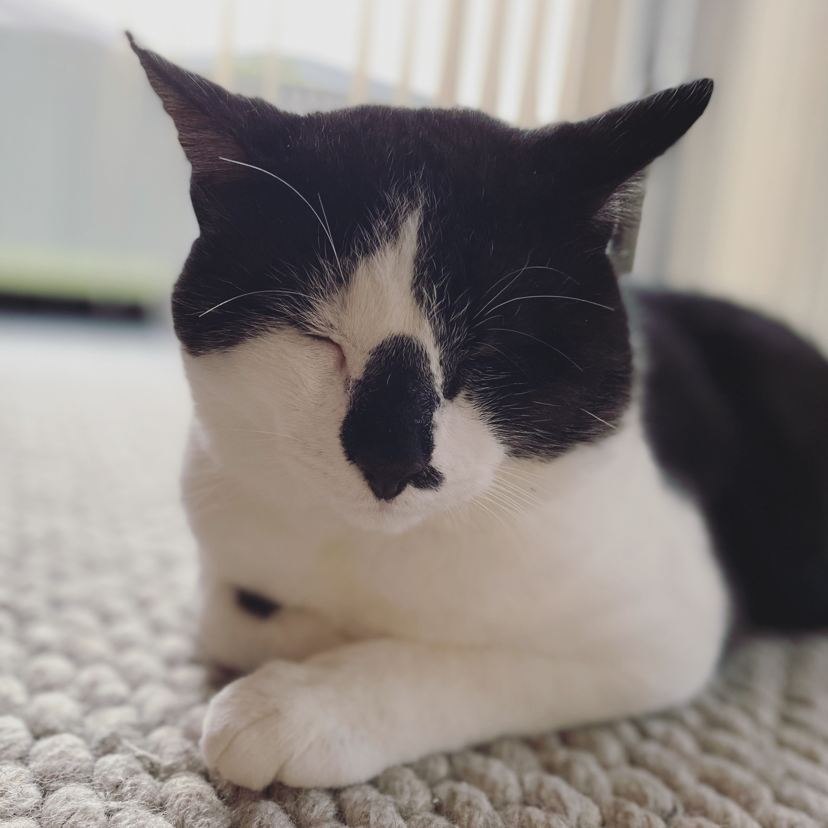 Paying the cat tax with a photo of my black and white cat