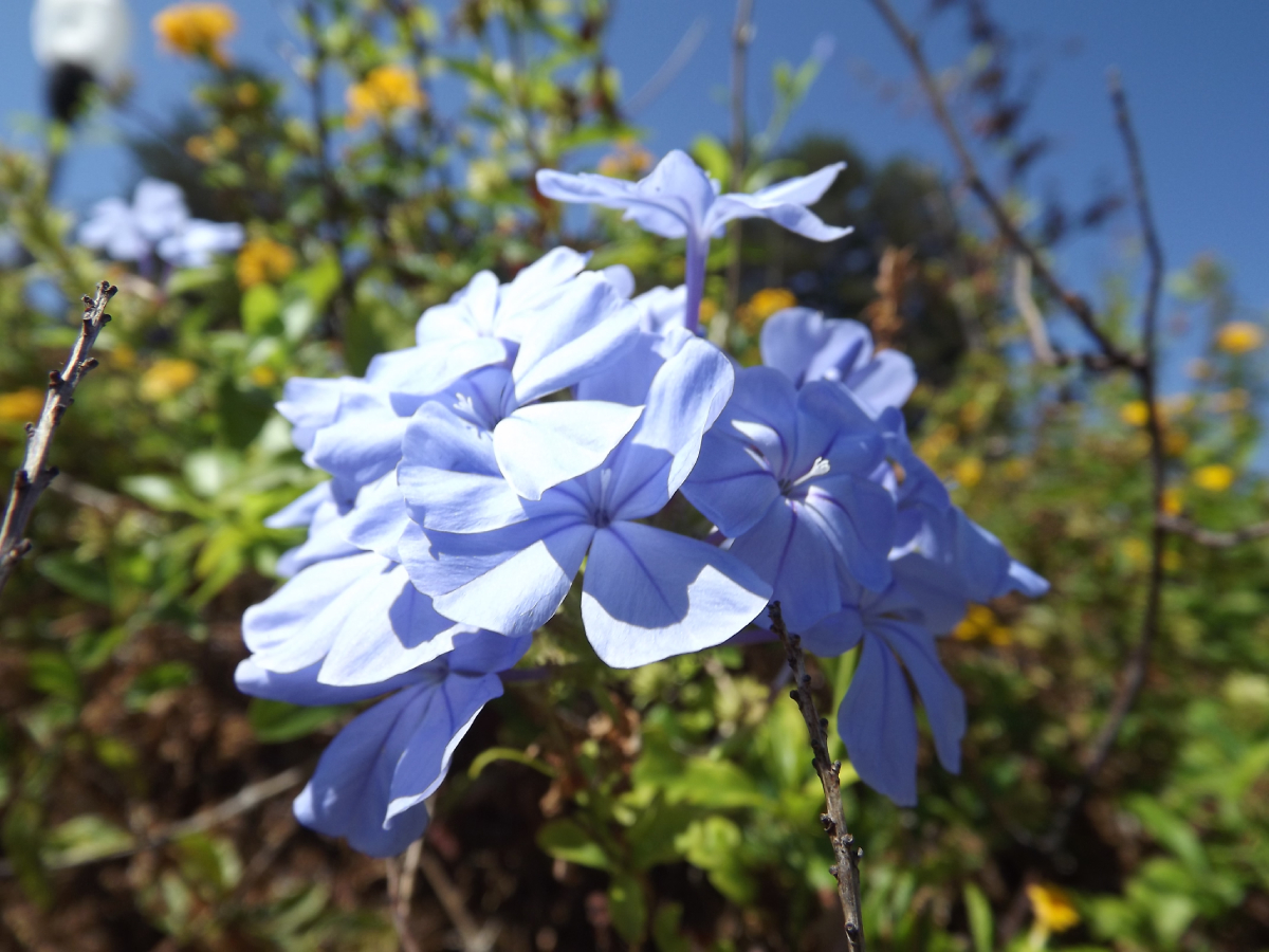 Insert your caption here