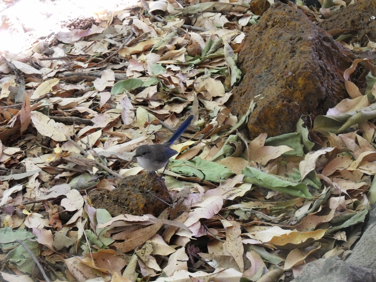 Insert your caption here