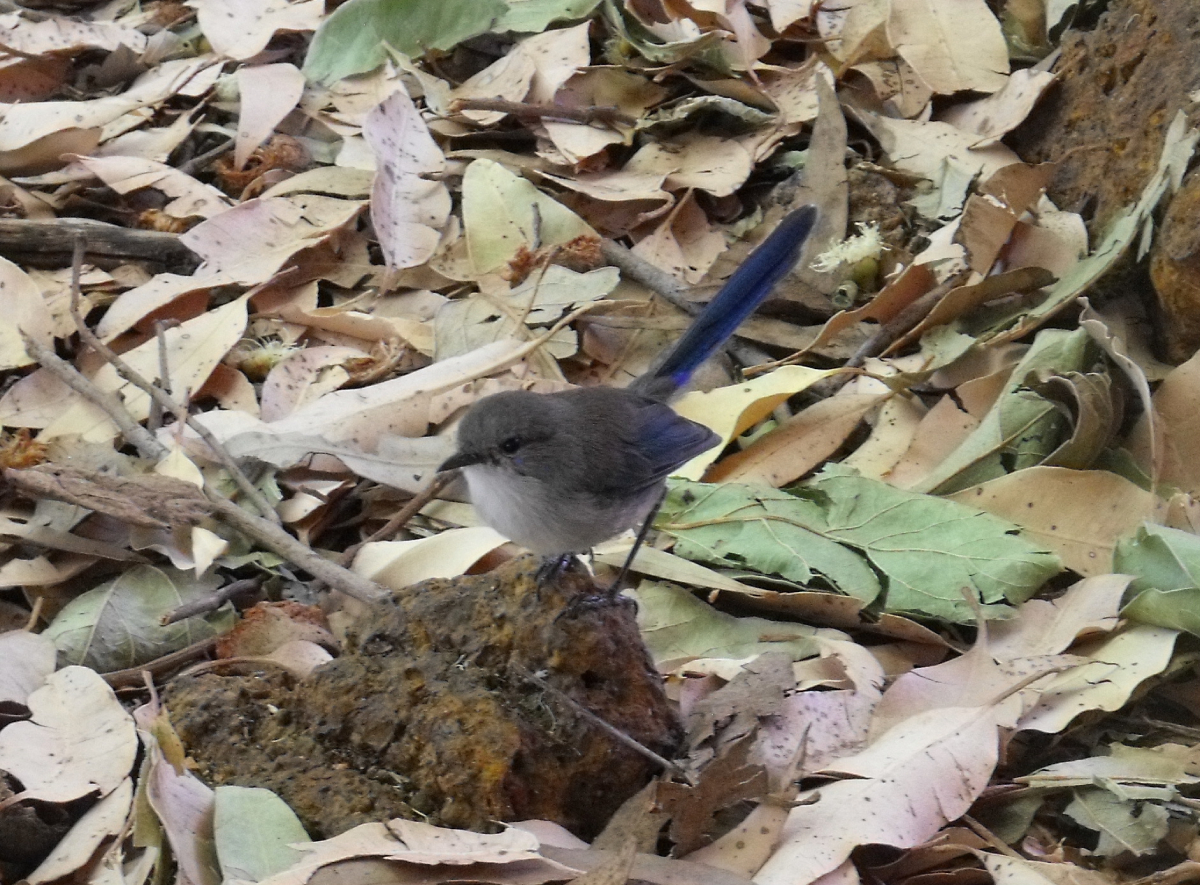 Insert your caption here