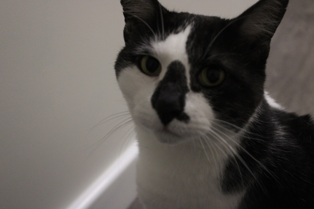 Insert your caption here